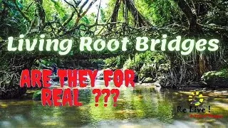 Are Living Root Bridges for Real ???