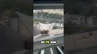 Не смотри вниз! 😱