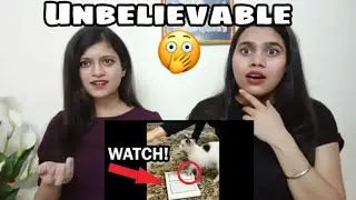 Cat Will Not Walk in Quran | Miracles of Allah | Indian Girls React