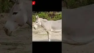 💥Conozcan al Poderoso Asno Africano