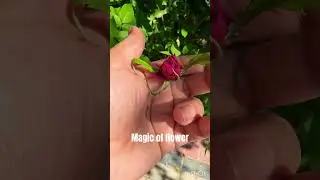 Magic of flower🌹#shorts #flowers #rose #ytshorts #beautiful #viral #love #nature #foryou #trending