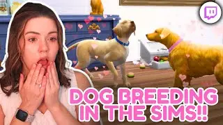 How Much Money Can You Make Breeding Dogs in The Sims 4? {streamed 8/28/2025}