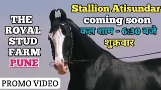 बहुत जल्द आप देखेंगे Stallion Atisundar का वीडियो ( कल शाम शुक्रवार -6:30 बजे) -(7204712712)