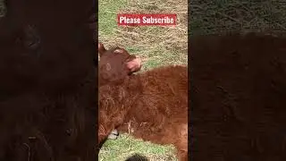 When you have an itch, you just gotta scratch it #shorts#tasmania#farming
