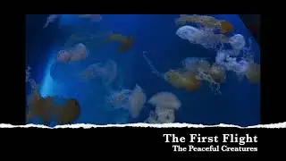 The Peaceful Creatures - The First Flight