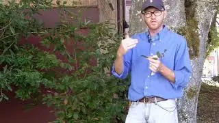 Purple beech (Fagus sylvatica 'Purpurea')- Plant Identification