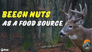 Do Deer eat Beech Nuts? | Post Season Scouting | Learn about hunting