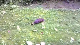 Mountain beaver making noises