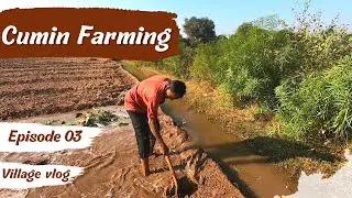 Cumin farming in Village tourism gujarat