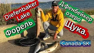 #9 Щука, форель - Озеро Діфенбейкер/ Diefenbaker Lake