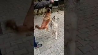 kutte ka video | kutta wala | dog ki video | dog videos | dog sound #shorts