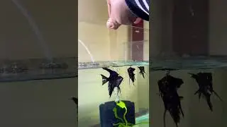 #best #food #hikari #for #angel #fish #aquarium #hobby #feeding #healthy #youtubeshorts #mustwatch