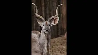 Le cri d&rsquo;alerte du Grand Koudou Antilope d&rsquo;Afrique