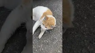 #Shourts StreyCat Mocha