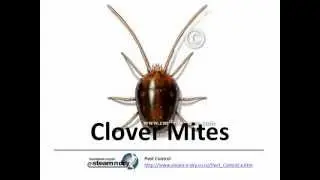 Auckland pest control