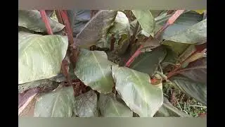 Conseils de culture :les Cannas + fil rouge floraison du tetrapanax papyrifera