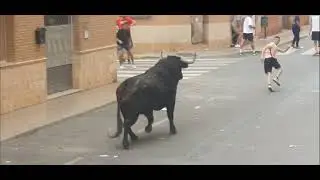 Festejos Populares Rafelbuñol 2025.Toros Cerriles Ganaderias Celestino Cuadri N°27  Jandilla N°30