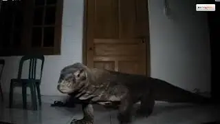 Komodo dragon walk in core door 🐲 #ai #aivideo #trending #night #cctv #fotage