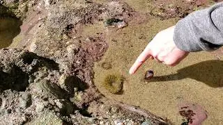 Touching Sea Anemone & Watching It Close Up - Thousand Steps Beach Sea Cave - Laguna Beach, CA