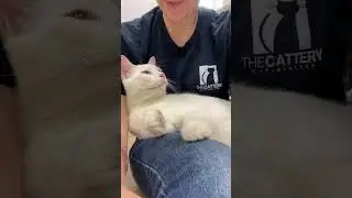 Советы ~ Застенчивые кошки
