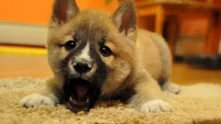 Shiba Inu Puppy Training: Basic Commands and Socialization