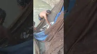 গ্রামে এভাবে কেউ কখনোই মাছ তোলা দেখেনি পুকুর থেকে #villagelife #fishing #funny #enjoy 