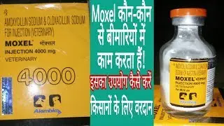 Moxel | Moxel injection | Alembic | Mastitis | RTI | Pneumonia | H.S. | mixed bacterial infection 🔥