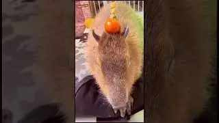 Why Capybaras Are Masters of Teamwork