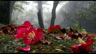 Camellia japonica in Japan