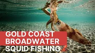Gold Coast squid fishing 🦑