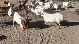 Ram Fight Round 1 | Beginnersfarm | Goats and Sheep