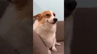 When Your Dog Questions Everything You Do #funnydogvideos  #dogreactions  #relatablepets
