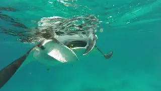 Extra Divers Virgin Cocoa: Manta Collision