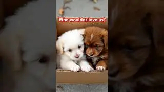 Two Adorable Puppies Sharing a Box of Love !#Puppy #CutenessOverload #AnimalFriends #FurryCompanions
