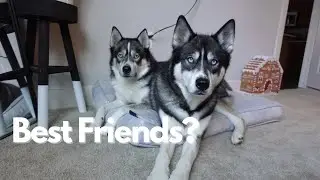Titan and Blue tell us who their best friends are (They TALK!)