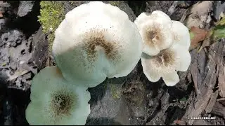 Пилолистник тигровый Lentinus tigrinus Лечебные свойства Химический состав Часть 1