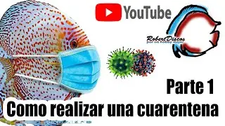 Como realizar una adecuada cuarentena al recibir un nuevo pez disco.