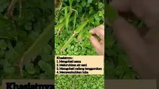 khasiat semanggi gunung/pegagan embun