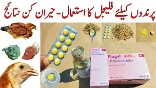 Use of Flagyl (Metronidazole) for Chickens & Birds | Treatment for Green, Watery & Loose Droppings