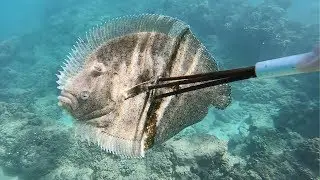 Spearing and Cooking a Peacock Flounder!