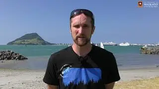 Tauranga Harbour Dredging and Pipi Population