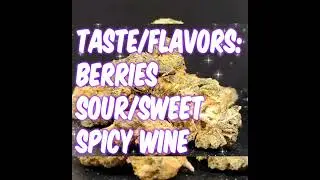 Purple Ghost OG (IH) Strain Review Budpedia