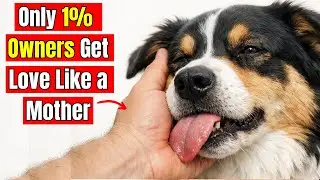 16 Rare Things Dogs Do Only When They Love You Like a Mother