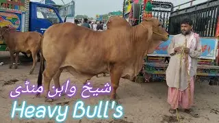 Heavy Bull's in Sheikhwan Cow Mandi | Mandi Boy | Zeeshan Khan