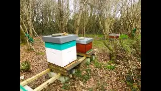 Ruche exceptionnelle 20 mars remplie de nectar de couvain Visite de printemps abeilles de la forêt