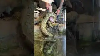 Anaconda Jumps Out Of Water For Pig! #snake