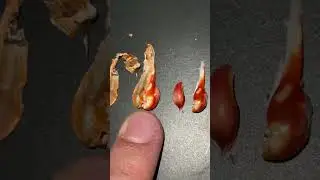 Never seen this from My Mantis Shrimp before