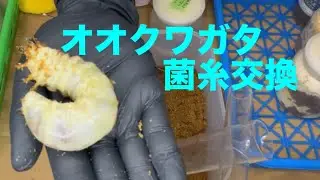 【オオクワガタ】日本のオオクワガタの菌糸交換！これは大きい…のか…？