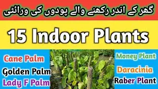 15 Best Indoor Plants Variety | Cane Palm Golden Palm Lady Finger Palm Cat Palm | Corn Leaf Plant