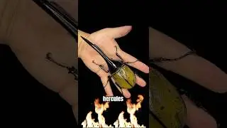 Hercules Beetles #science #biology #youtubeshorts #shorts #tiktok #beetle #bug